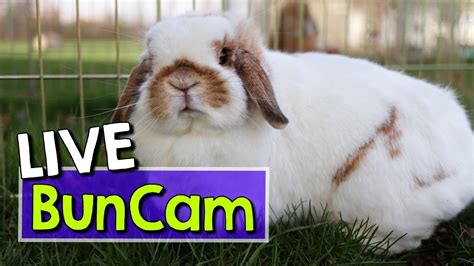 Bunny cam